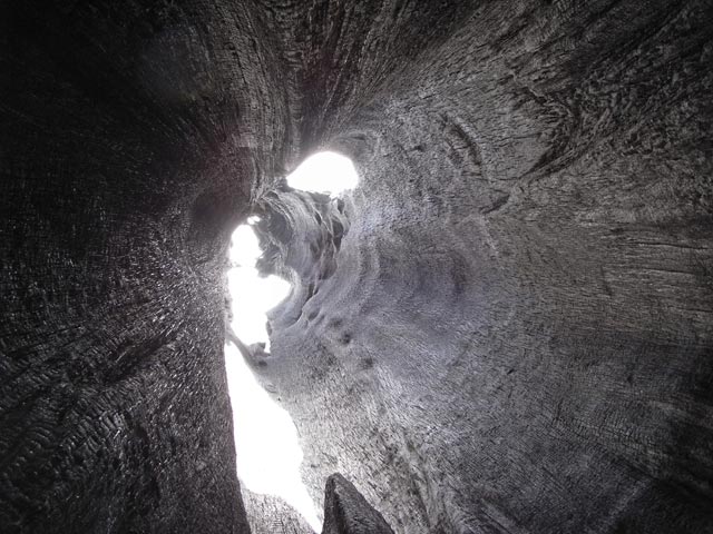 Giant Forest im Sequoia National Park (7. Mai)
