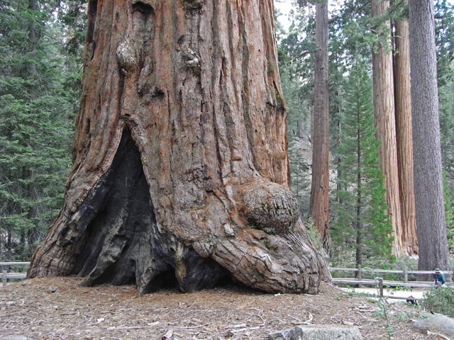 General Grant Tree im Kings Canyon National Park (7. Mai)