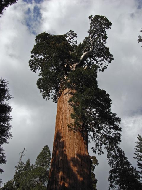General Grant Tree im Kings Canyon National Park (7. Mai)