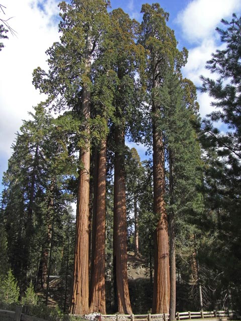 General Grant Grove im Kings Canyon National Park (7. Mai)