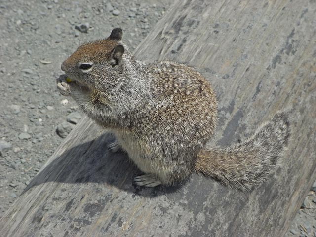 Point Sierra Nevada (8. Mai)