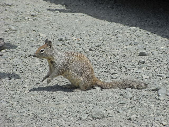 Point Sierra Nevada (8. Mai)