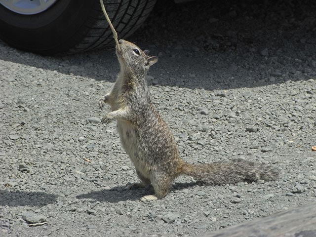 Point Sierra Nevada (8. Mai)