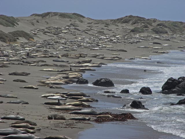 Pazifikküste zwischen Point San Simeon und Point Piedras Blancas (8. Mai)