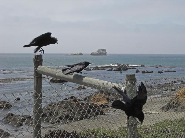 Pazifikküste zwischen Point San Simeon und Point Piedras Blancas (8. Mai)