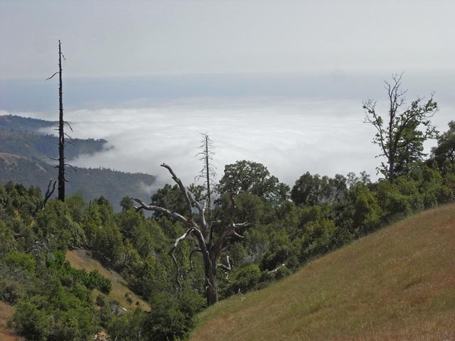 Pazifikküste von der Prewitt Ridge aus (8. Mai)