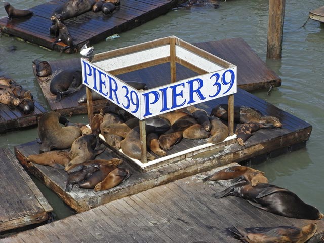 Pier 39 in San Francisco (10. Mai)