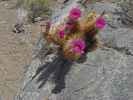 am Butte Valley Jeep Trail im Death Valley National Park (4. Mai)