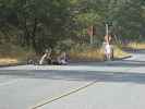 Papa am Generals Highway im Sequoia National Park (7. Mai)