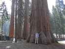 Papa im Giant Forest im Sequoia National Park (7. Mai)