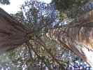 Giant Forest im Sequoia National Park (7. Mai)