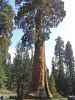 Giant Forest im Sequoia National Park (7. Mai)