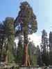 Giant Forest im Sequoia National Park (7. Mai)