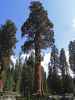 Giant Forest im Sequoia National Park (7. Mai)