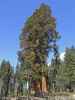 Giant Forest im Sequoia National Park (7. Mai)