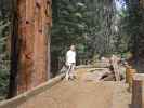 Papa am Auto Log im Sequoia National Park (7. Mai)