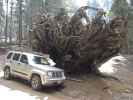 Auto Log im Sequoia National Park (7. Mai)