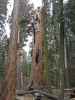 Giant Forest im Sequoia National Park (7. Mai)