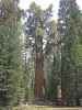 General Sherman Tree im Sequoia National Park (7. Mai)