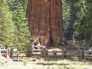 General Sherman Tree im Sequoia National Park (7. Mai)