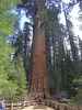 General Sherman Tree im Sequoia National Park (7. Mai)