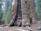 General Sherman Tree im Sequoia National Park (7. Mai)