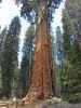 General Sherman Tree im Sequoia National Park (7. Mai)