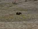 im Sequoia National Park (7. Mai)