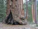 General Grant Tree im Kings Canyon National Park (7. Mai)