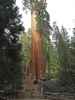 Papa beim General Grant Tree im Kings Canyon National Park (7. Mai)