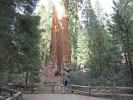 Ich beim General Grant Tree im Kings Canyon National Park (7. Mai)