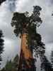 General Grant Tree im Kings Canyon National Park (7. Mai)