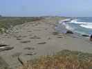 Pazifikküste zwischen Point San Simeon und Point Piedras Blancas (8. Mai)