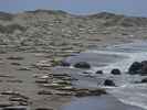 Pazifikküste zwischen Point San Simeon und Point Piedras Blancas (8. Mai)