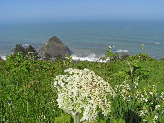 Pazifikküste vom High Bluff Overlook im Redwood National Park aus (12. Mai)