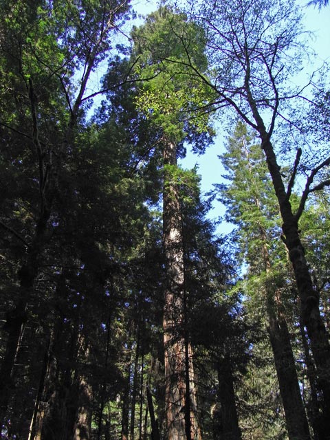 Big Tree Wayside im Prairie Creek Redwoods State Park (12. Mai)