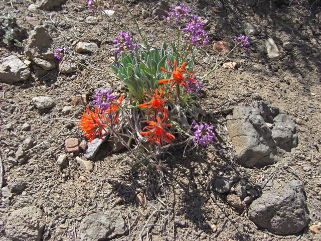 neben dem Coyote Flat Jeep Trail im Inyo National Forest (15. Mai)