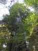 Big Tree Wayside im Prairie Creek Redwoods State Park (12. Mai)