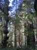 Big Tree Wayside im Prairie Creek Redwoods State Park (12. Mai)