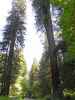 Newton B. Drury Scenic Parkway im Prairie Creek Redwoods State Park (12. Mai)