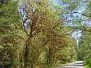 Newton B. Drury Scenic Parkway im Prairie Creek Redwoods State Park (12. Mai)