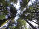 an der Cal-Barrel Road im Prairie Creek Redwoods State Park (12. Mai)