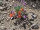 neben dem Coyote Flat Jeep Trail im Inyo National Forest (15. Mai)