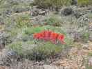 neben dem Coyote Flat Jeep Trail im Inyo National Forest (15. Mai)