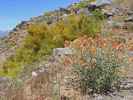 neben dem Coyote Flat Jeep Trail im Inyo National Forest (15. Mai)