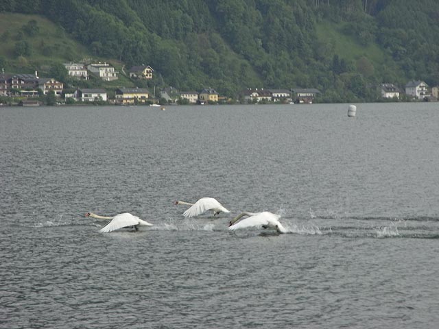 Traunsee bei Gmunden (25. Mai)