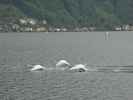 Traunsee bei Gmunden (25. Mai)