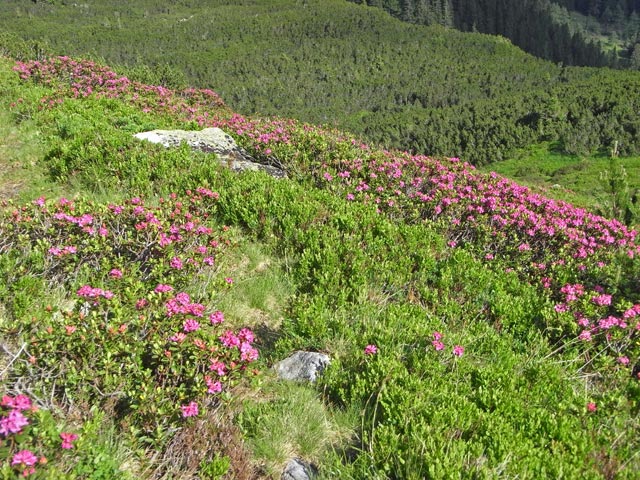 zwischen Perwurzpolster und Lippbaueralm (29. Juni)