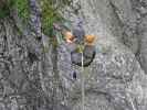 ÖTK-Klettersteig Pirkner Klamm: Christoph auf der vierten Seilbrücke(6. Juli)