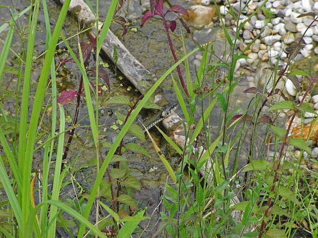 Schlange auf der Schlossinsel